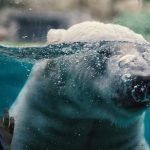 découvrez 'polar blonde', un roman captivant mêlant suspense, mystère et une héroïne audacieuse à la chevelure éclatante. plongez dans une enquête haletante qui vous tiendra en haleine jusqu'à la dernière page.